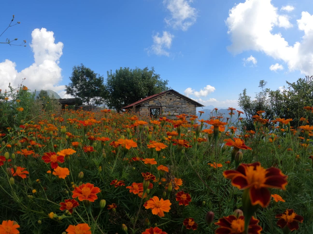 Stone-and-mud cottage with marigolds at Shama Brews and Base